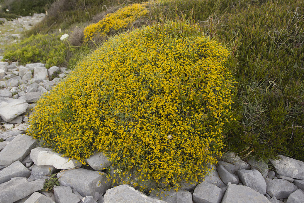 Image of Anthyllis hermanniae specimen.