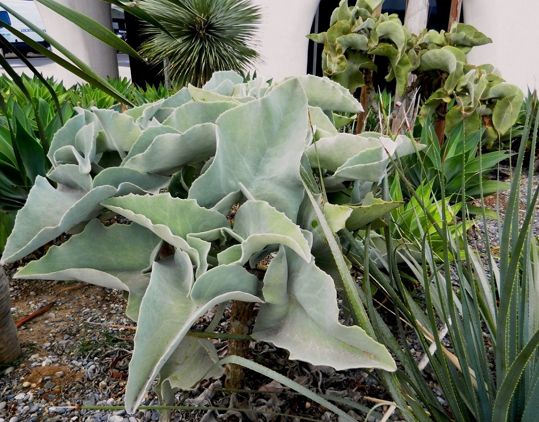 Image of Kalanchoe beharensis specimen.