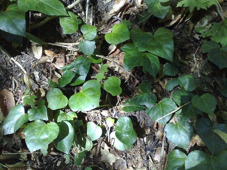 Изображение особи Hedera colchica.