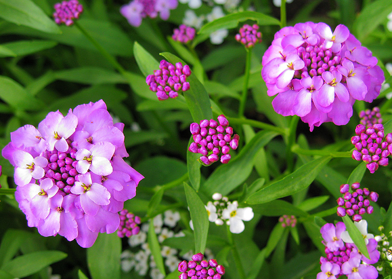 Изображение особи Iberis umbellata.