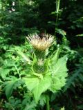 Cirsium oleraceum