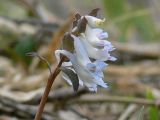 Corydalis ambigua