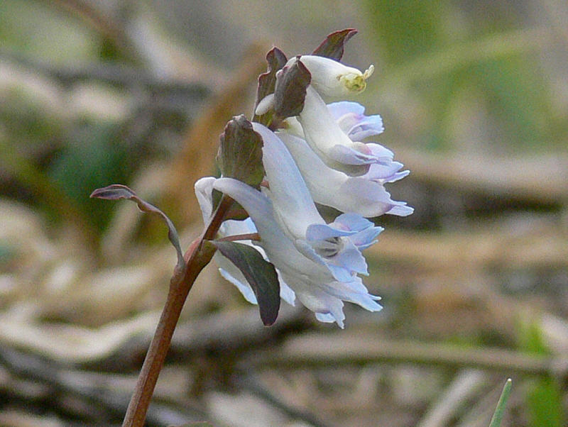 Изображение особи Corydalis ambigua.
