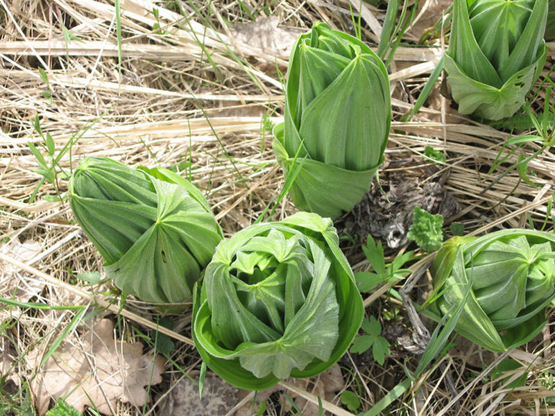 Изображение особи Veratrum lobelianum.