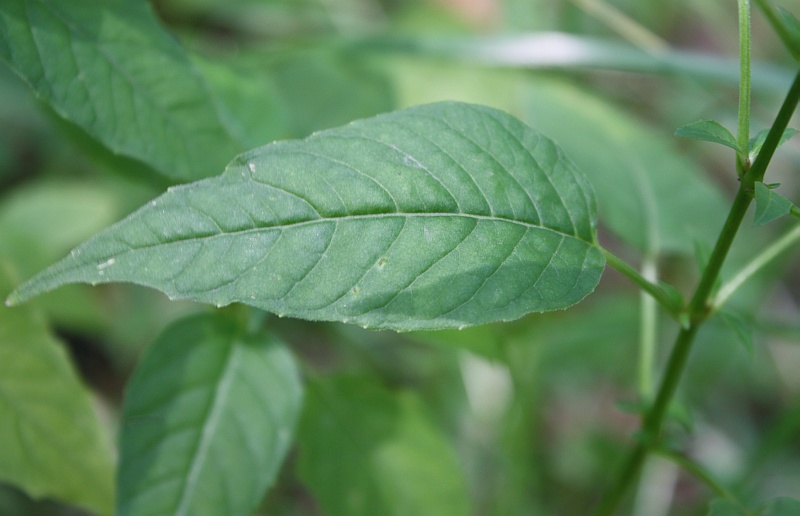 Image of Circaea lutetiana ssp. quadrisulcata specimen.