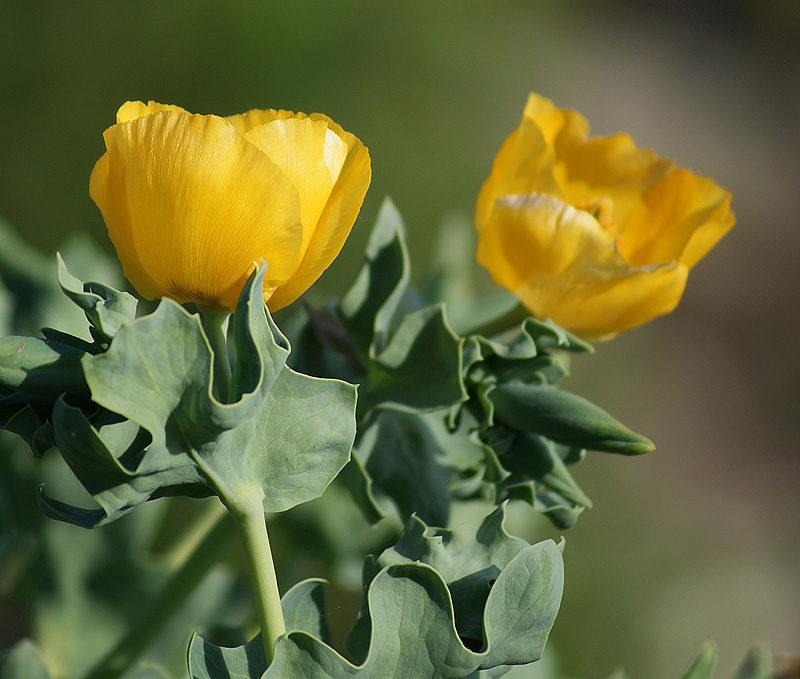Image of Glaucium flavum specimen.