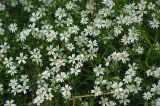 Stellaria holostea. Цветущие растения. Московская обл., Раменский р-н, окр. дер. Хрипань, просека под ЛЭП. 18.05.2009.