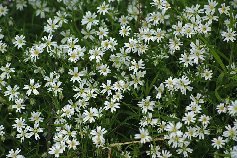 Image of Stellaria holostea specimen.