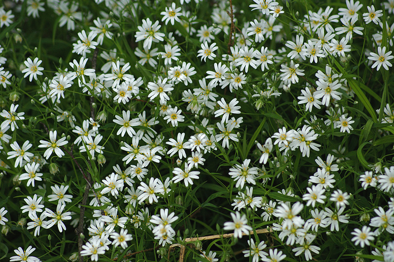 Изображение особи Stellaria holostea.