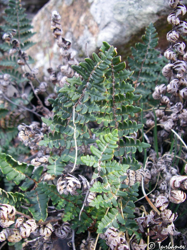 Image of Paragymnopteris marantae specimen.