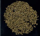 Lactuca sativa. Плоды-семянки. Курская обл., Железногорский р-н, пос. Каменец, дачи Жуковец, огород. 1 ноября 2009 г.