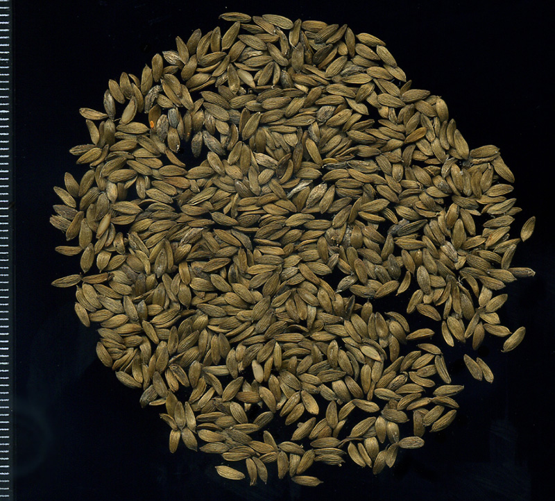 Image of Lactuca sativa specimen.