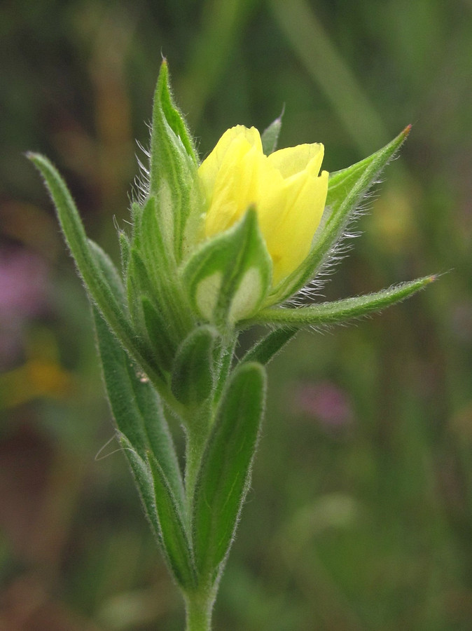 Image of Helianthemum lasiocarpum specimen.