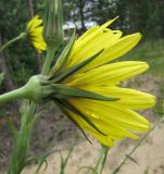 genus Tragopogon