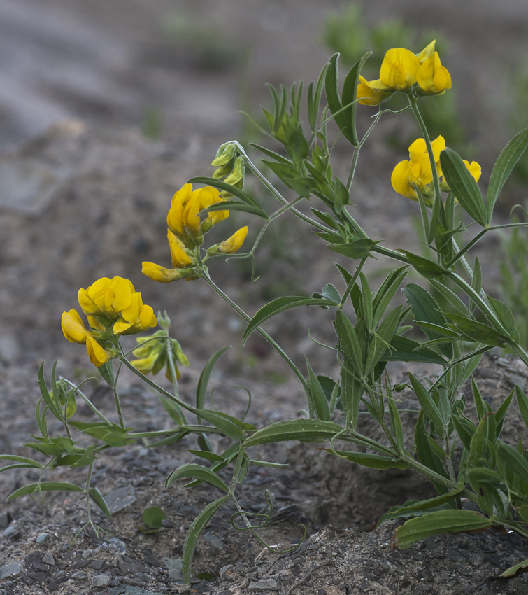 Изображение особи Lathyrus pratensis.