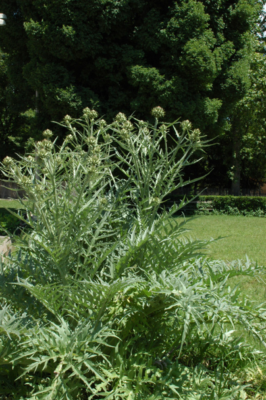 Изображение особи Cynara scolymus.