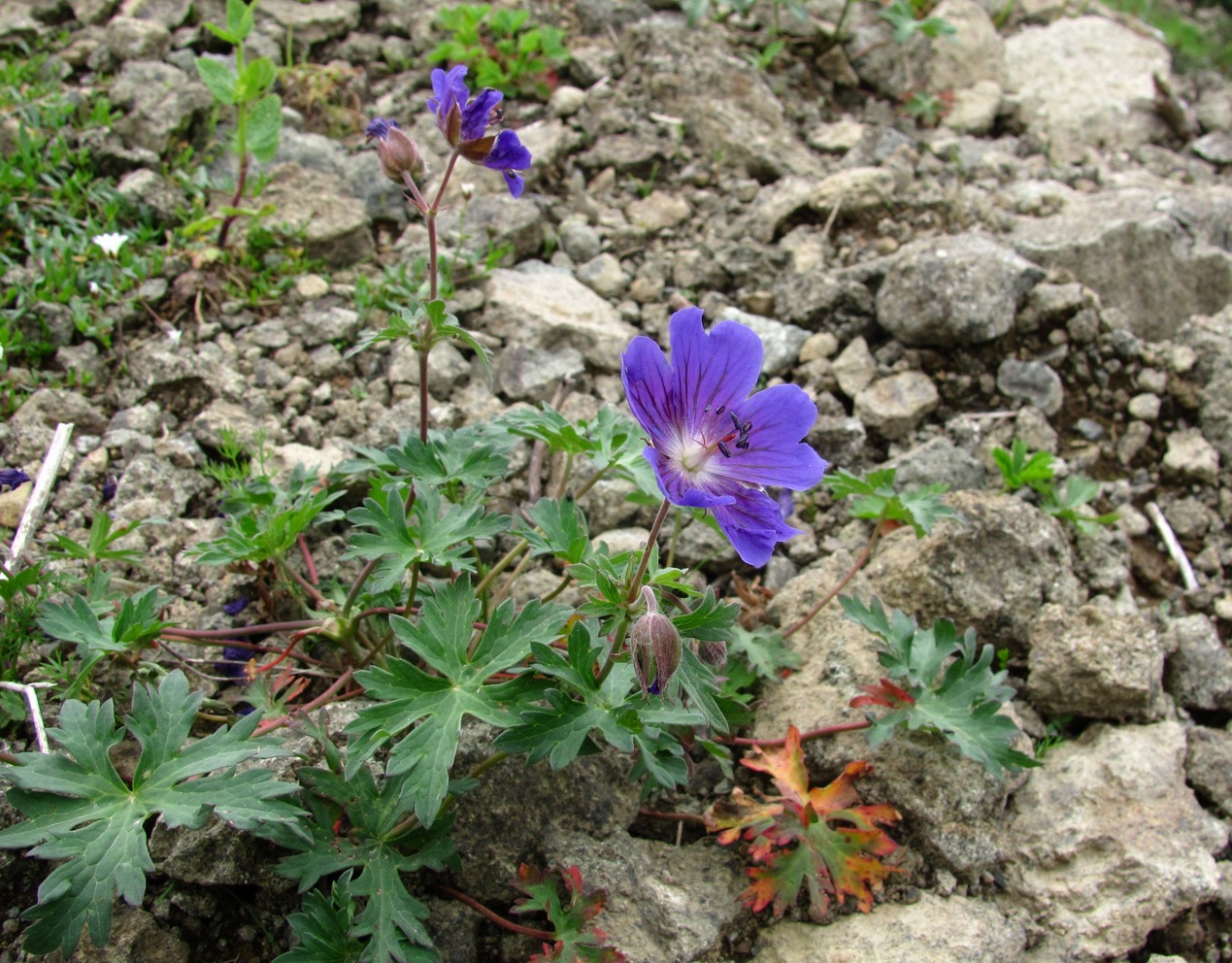 Изображение особи Geranium gymnocaulon.