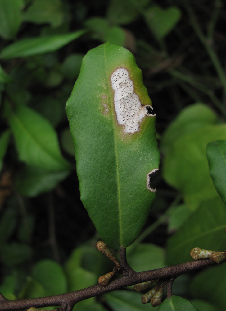 Image of Elaeagnus pungens specimen.