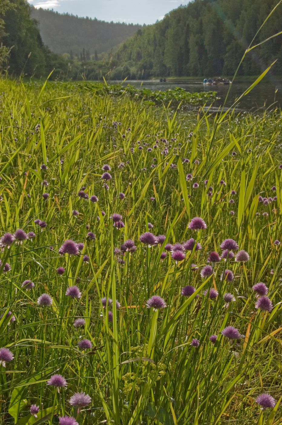 Image of Allium schoenoprasum specimen.