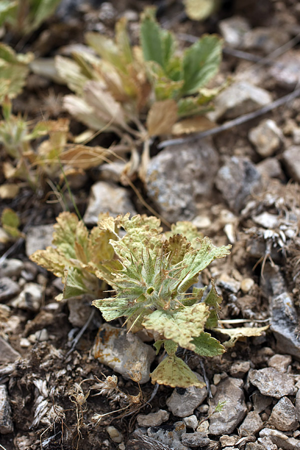 Image of Phlomoides boraldaica specimen.