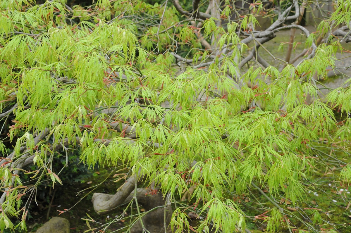 Изображение особи Acer palmatum.
