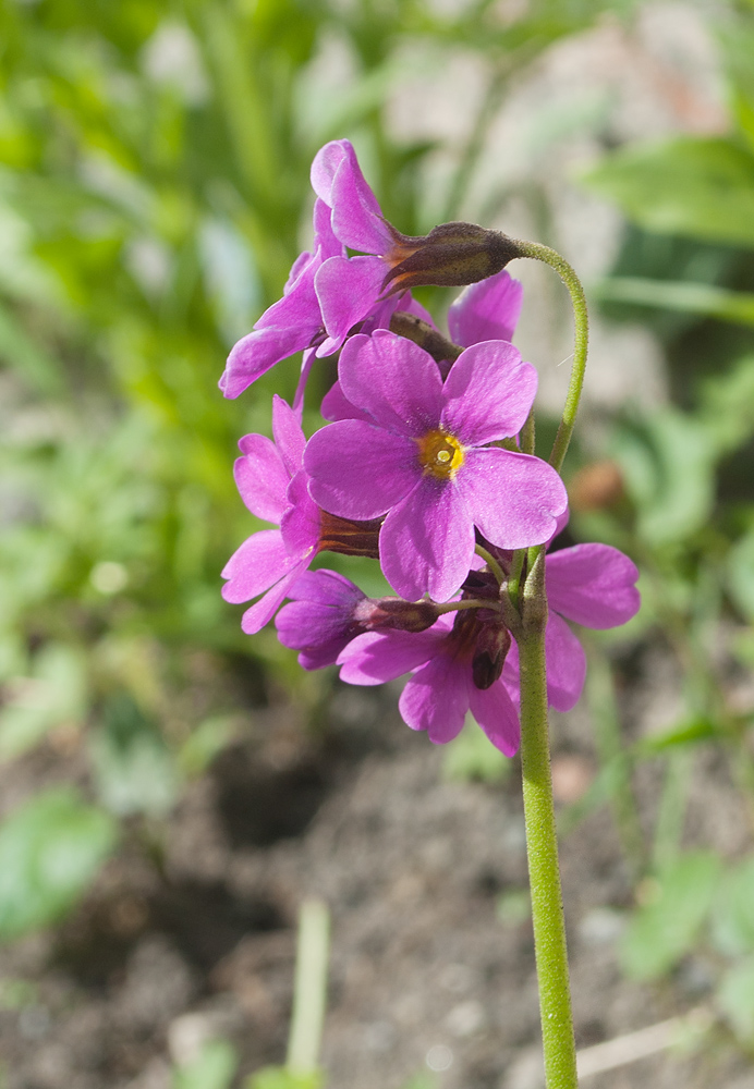 Image of Primula parryi specimen.