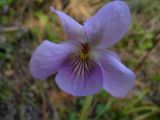 Viola mirabilis