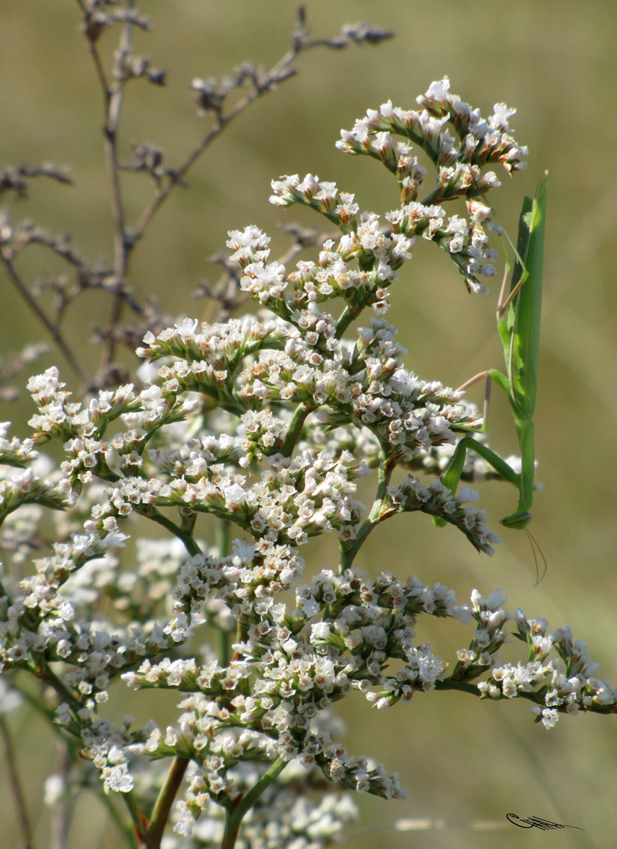 Изображение особи Goniolimon elatum.