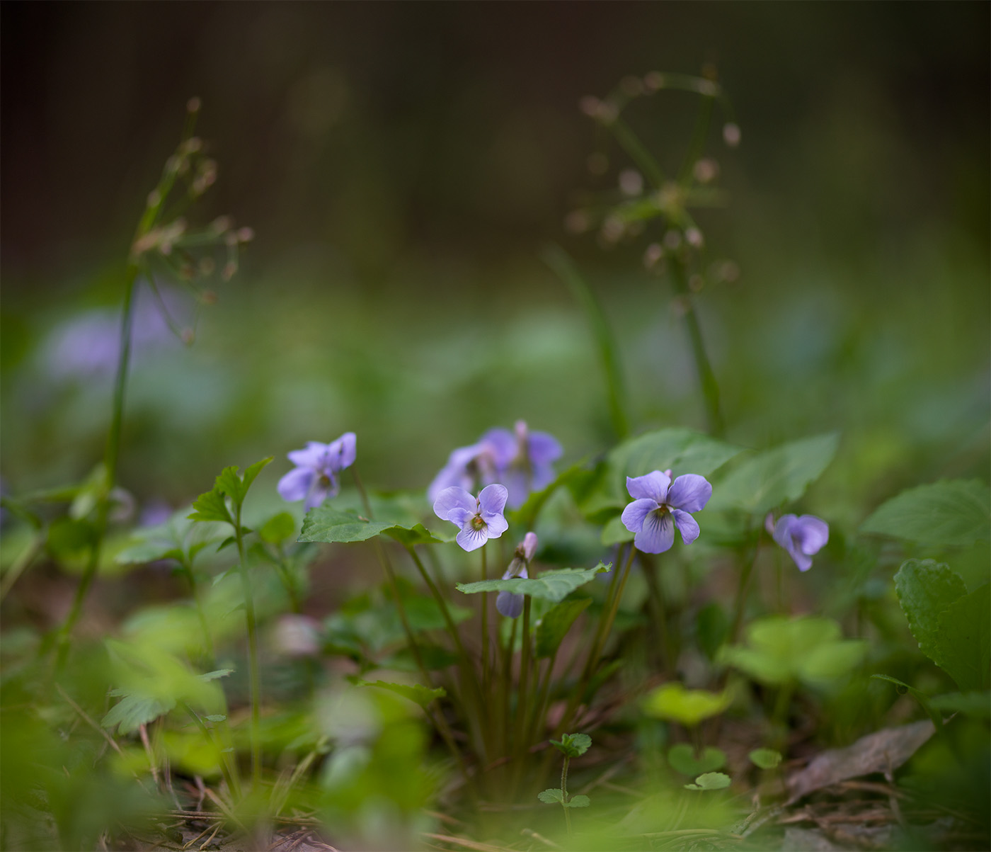 Image of Viola selkirkii specimen.