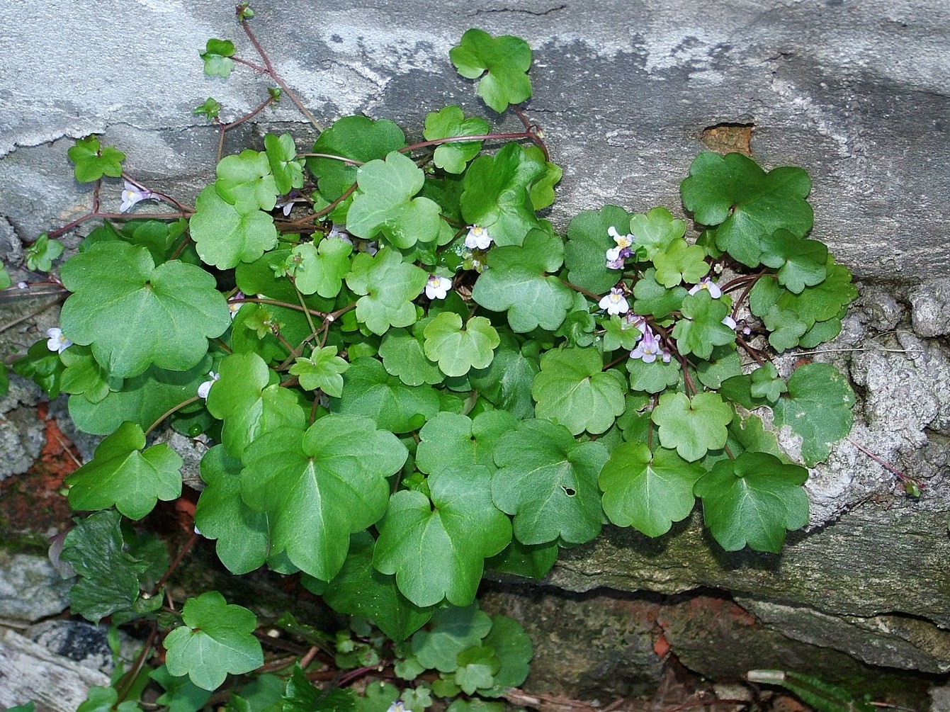 Image of Cymbalaria muralis specimen.