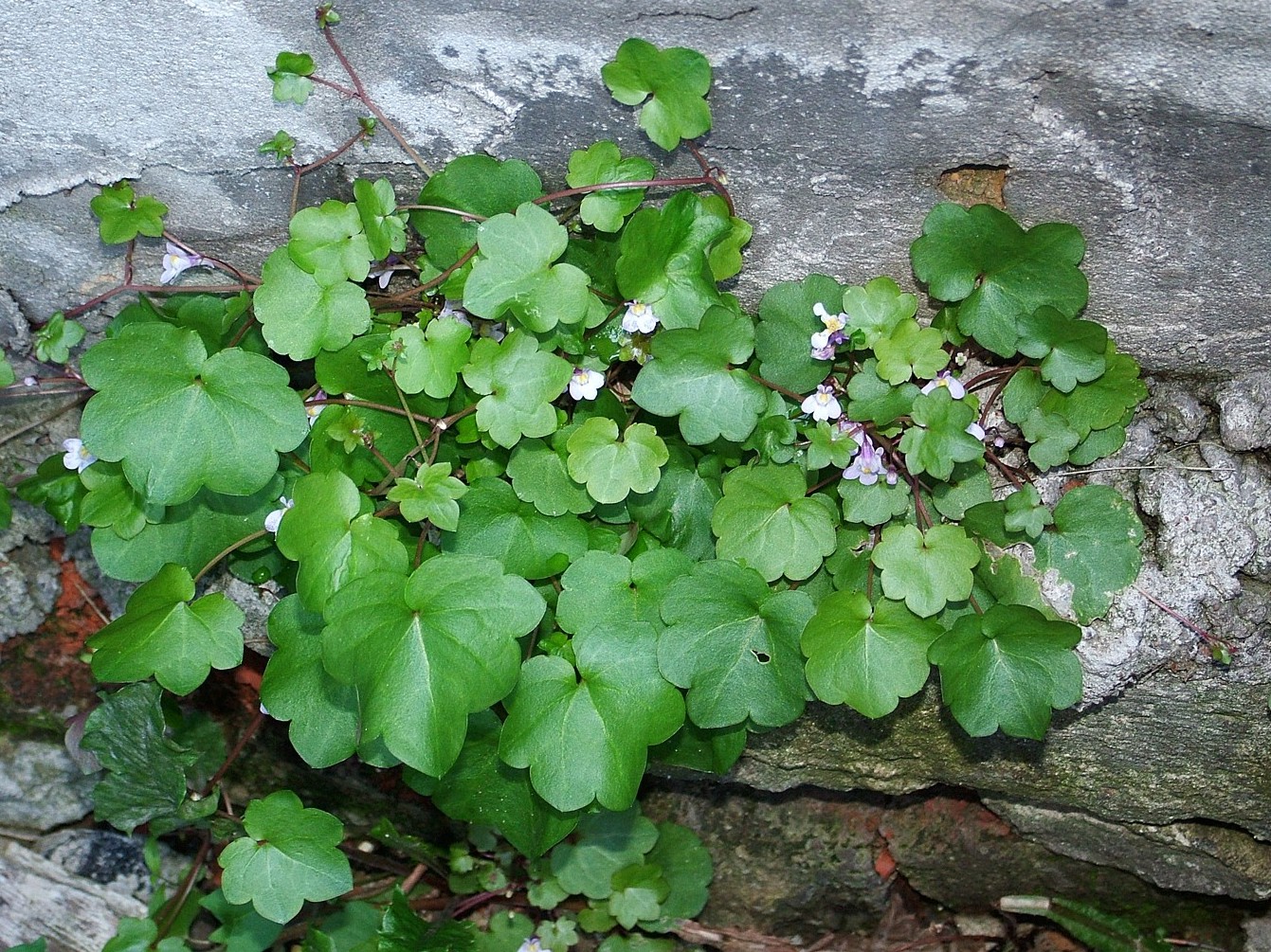 Изображение особи Cymbalaria muralis.