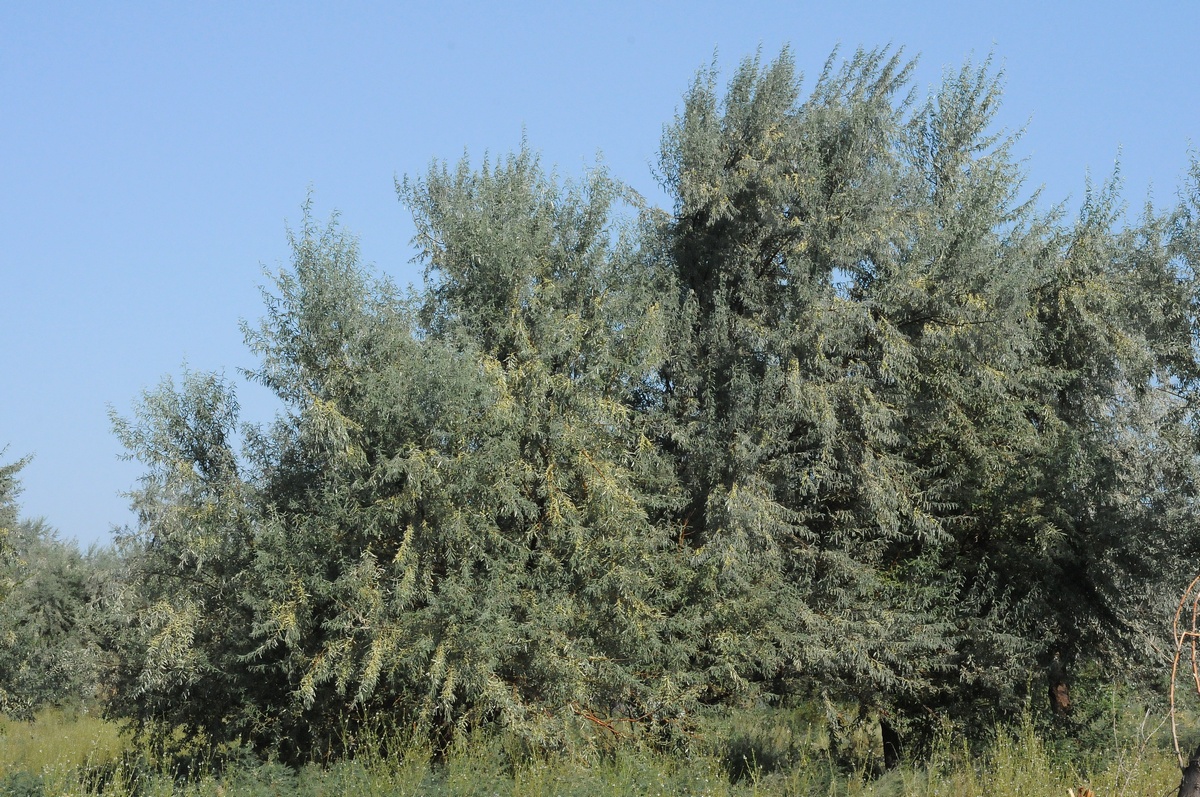 Image of Elaeagnus oxycarpa specimen.