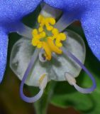 Commelina erecta