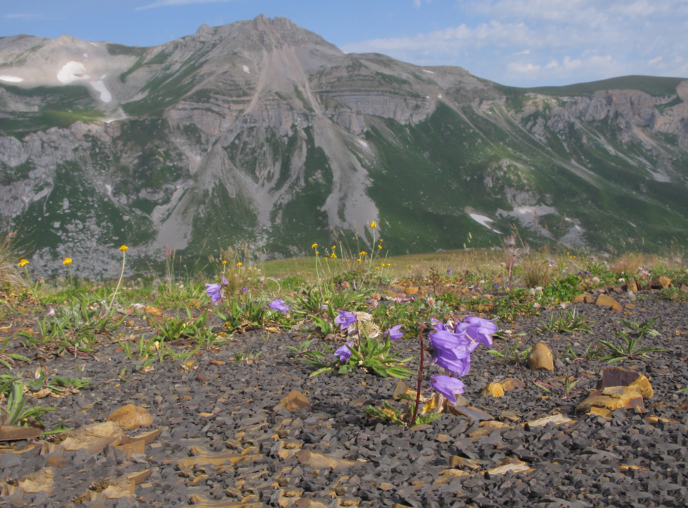 Изображение особи Campanula albovii.