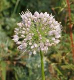 Allium nutans. Соцветие. Восточный Казахстан, Кокпектинский р-н, 25 км в горы от с. Пантелеймоновка, 1000 м н.у.м., каменистая сопка 19.07.2015.