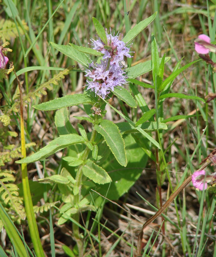 Image of Mentha canadensis specimen.