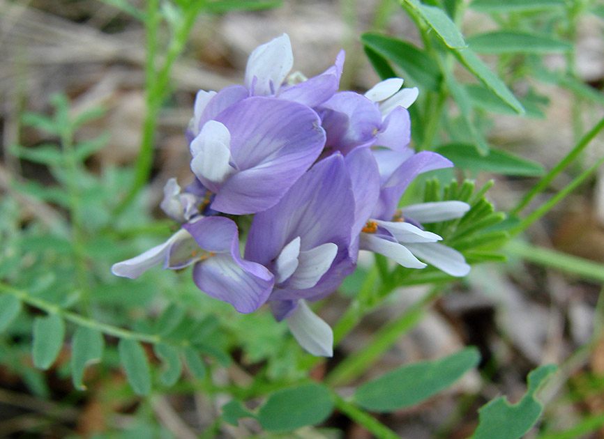 Image of Astragalus agrestis specimen.
