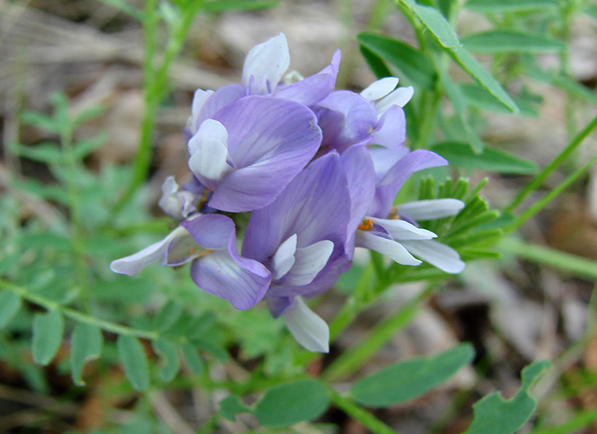 Изображение особи Astragalus agrestis.