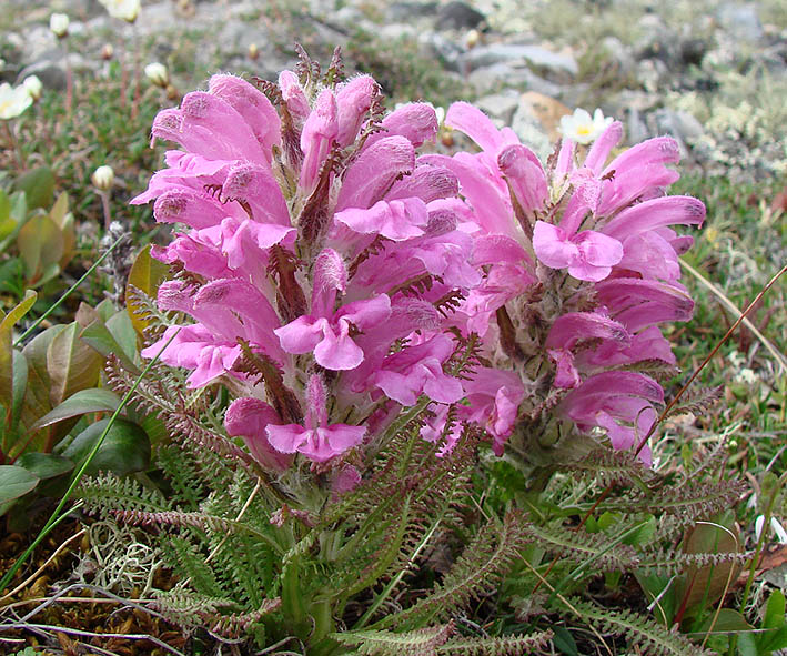 Изображение особи Pedicularis alopecuroides.