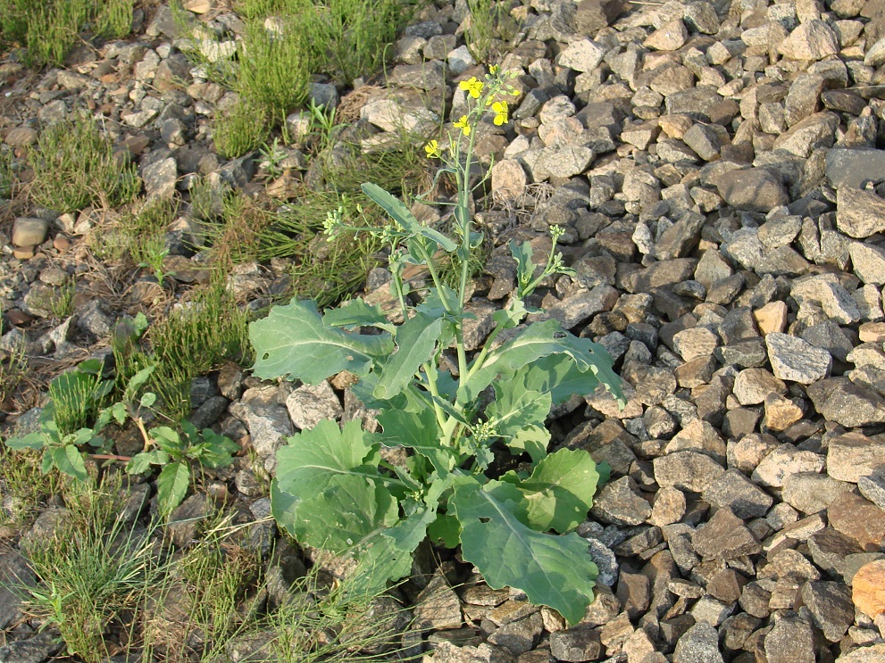 Изображение особи Brassica napus.