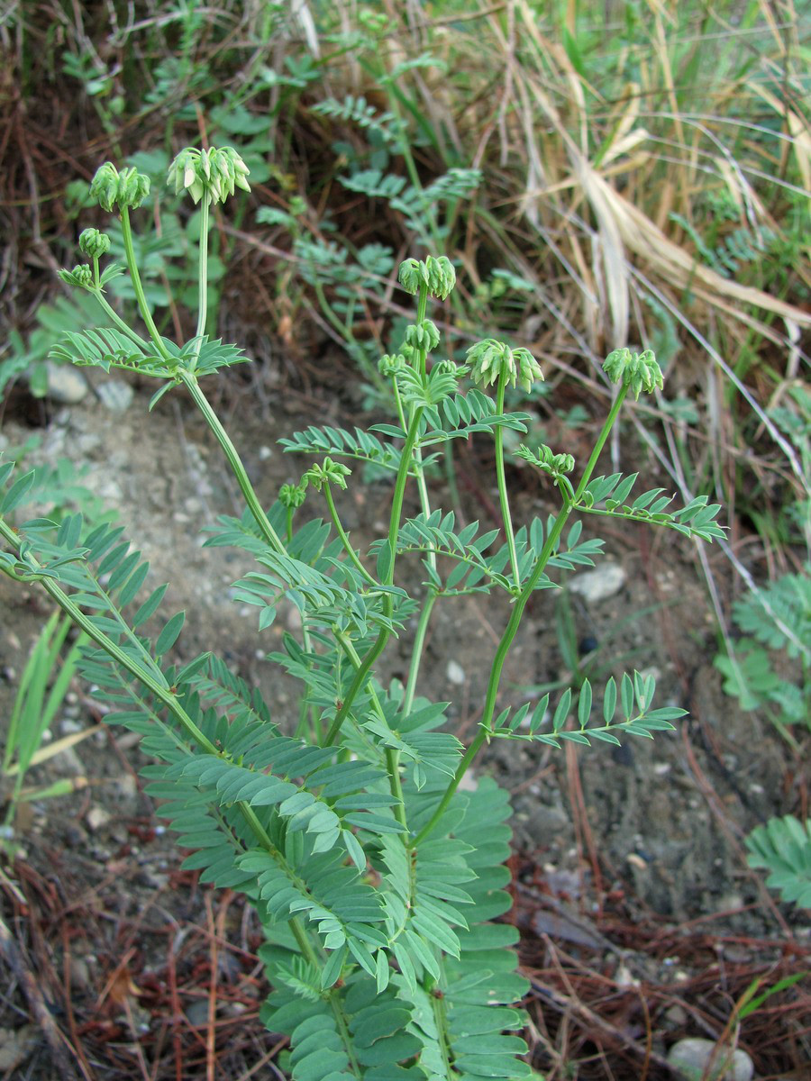 Image of Securigera varia specimen.