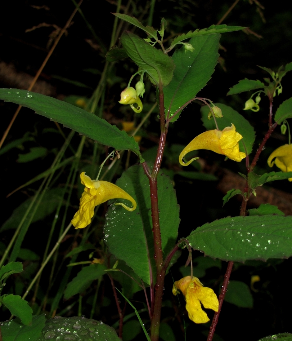 Изображение особи Impatiens noli-tangere.