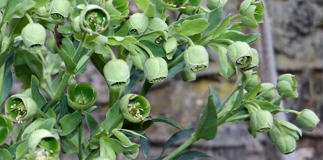 Изображение особи Helleborus foetidus.