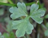 genus Ranunculus