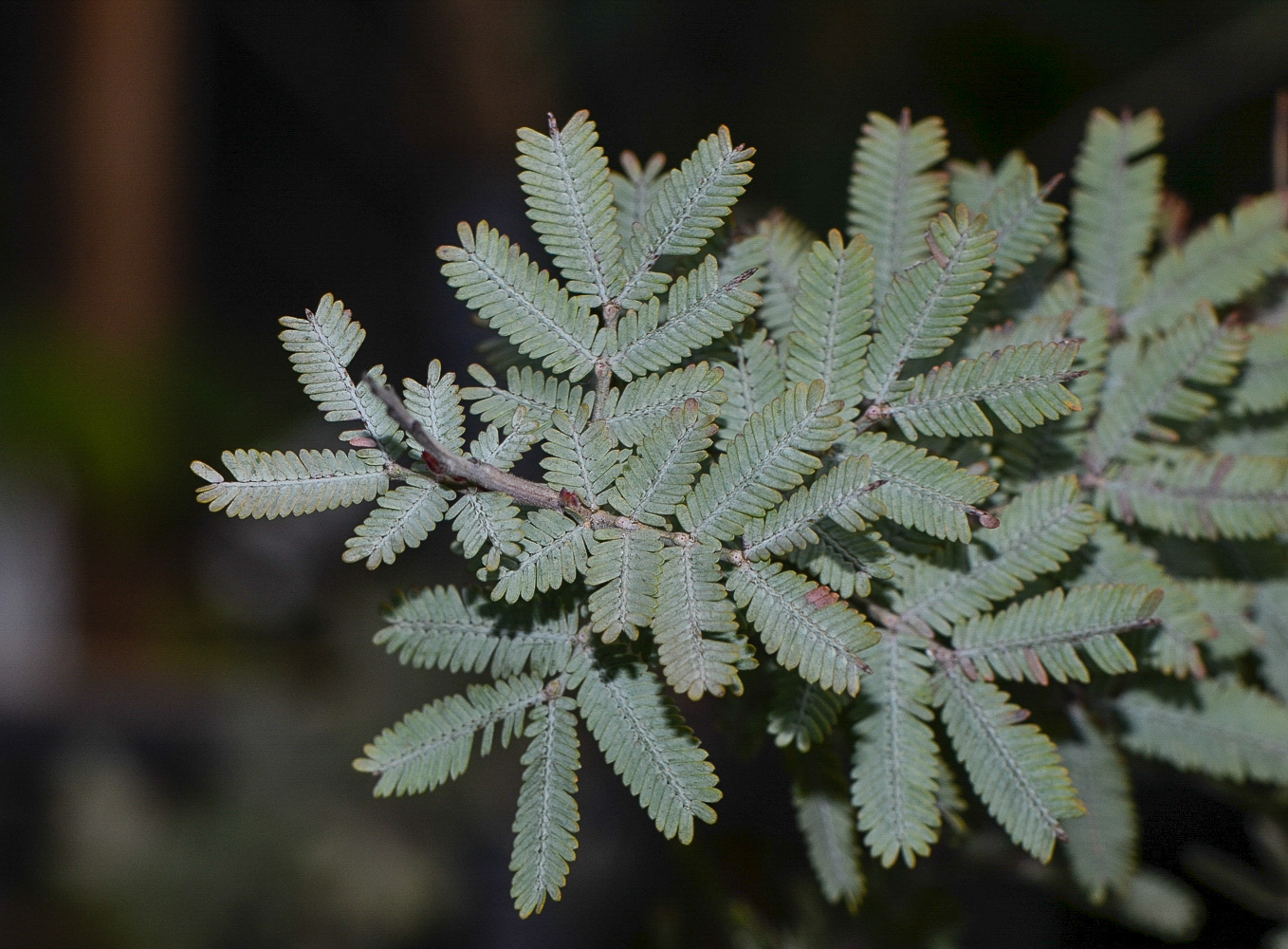 Изображение особи Acacia baileyana.