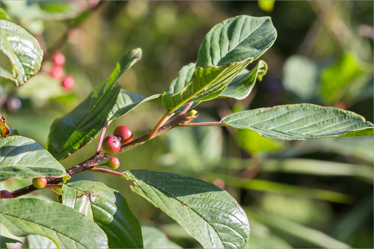 Изображение особи Frangula alnus.