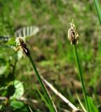 Eleocharis uniglumis