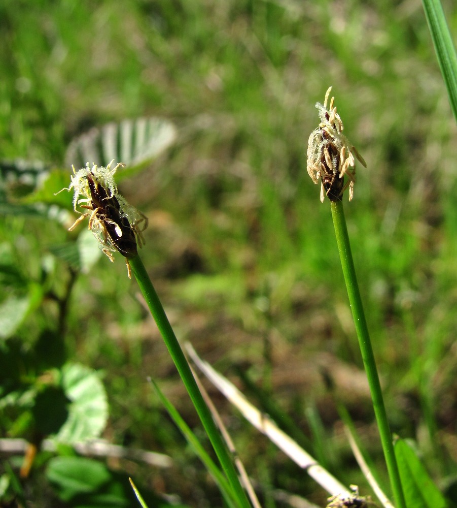 Изображение особи Eleocharis uniglumis.