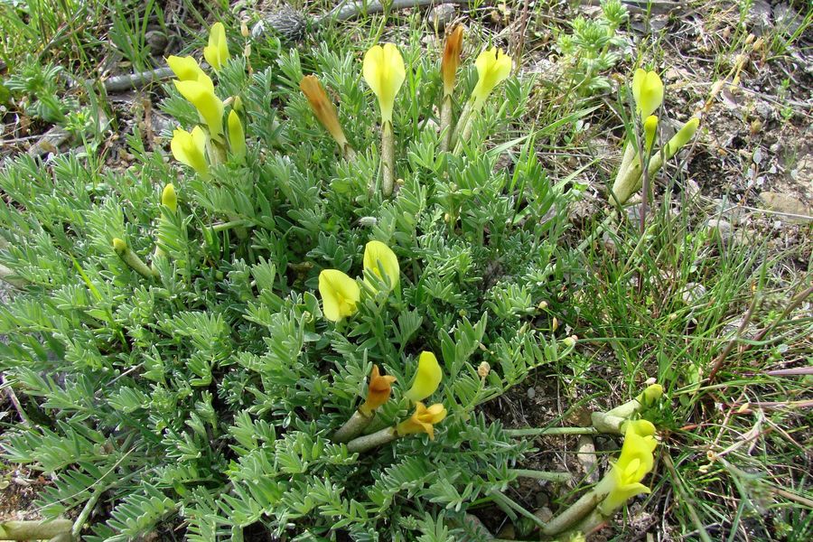 Image of Astragalus knorringianus specimen.