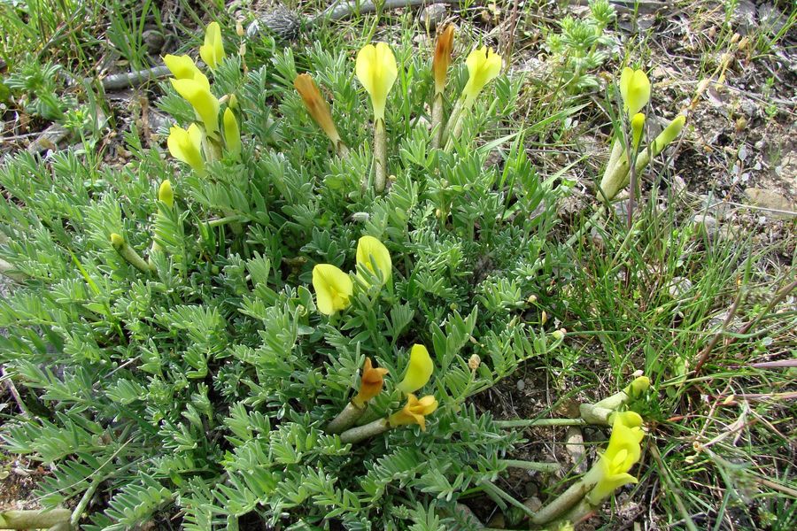 Изображение особи Astragalus knorringianus.